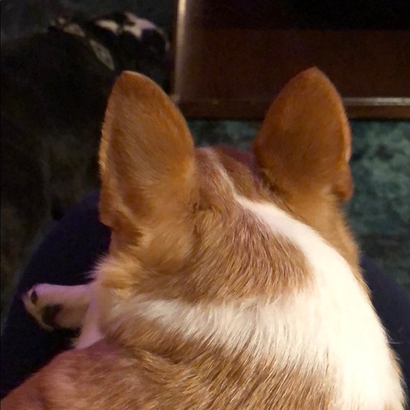 Meet your Posher, Amber - Picture 1 of 1